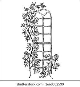 Gothic window rose doodle graphic