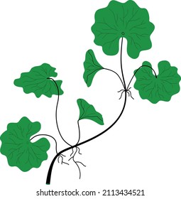 gotu cola or centella asiatica leaves vector	