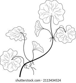 gotu cola or centella asiatica leaves outline vector	