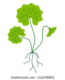 Gotu cola or centella asiatica leaves and roots. Medical herb and common cosmetic ingredient.
Isolated on white background   