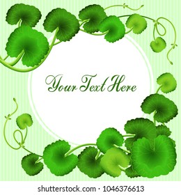 gotu kola, asiatic pennywort, centella asiatica, ayurveda herbal medicine