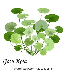 Gotu Kola (Asiatic pennywort, Indian pennywort, Centella asiatica) isolated on white background, vector illustration.