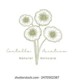 Gotu Kola ( Centella Asiatica ) Beautifull and Natural Skincare Logo