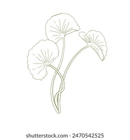 Gotu Kola ( Centella Asiatica ) Beautifull and Natural Skincare Logo