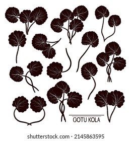 Gotu kola. Centella asiatica. Black silhouette on a white background. Set. Vector design element.