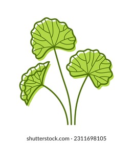 Gotu Kola. Centella asiatica. Cosmetic and medical plant. Linear hand-drawn illustration with accent green blots. Isolated vector illustration in line style.