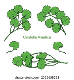 Gotu Kola (Centella Asiatica) Extract illustration set
