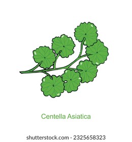 Gotu Kola (Centella Asiatica) Extract illustration