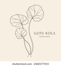 Gotu kola or Centella asiatica hand drawn vector illustration