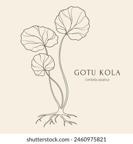 Gotu kola or Centella asiatica hand drawn vector illustration