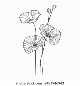 Gotu kola, Centella asiatica. Hand drawn sketch black and white vector illustration. Line art. Engraved style.