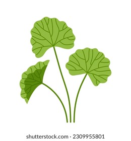 Gotu Kola. Centella asiatica. Pennywort. Cosmetic and medical plant. Flat vector illustration isolated on white.