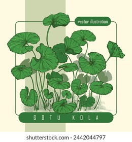 Gotu kola color illustration isolated on background. Natural organic herbs. Centella asiatica or centella asiatica. Vector illustration