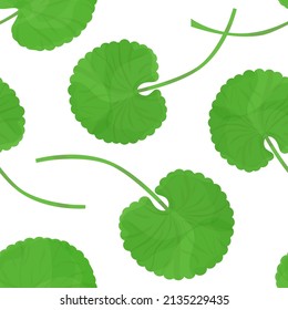 Gotu kola. Green leaves. Seamless background. Pattern. Vector drawing.