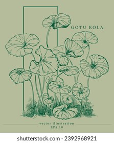Gotu kola illustration isolated on background. Centella asiatica. Organic nature medical herb.  Elements in graphic style label, sticker, menu, package. Sketch hand drawn line style. Vector illustrati