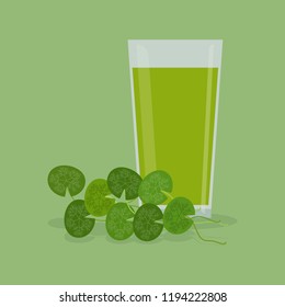 Gotu kola juice vector illustration. Gotu kola drink with fresh leaves vector. Herbal drink for health. 