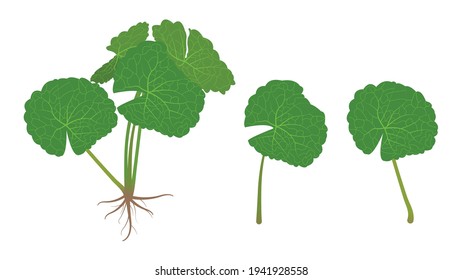 gotu kola leaf closeup leaf indian pennywort herb and medical asiatic pennywort