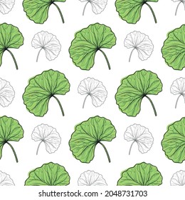 Gotu kola. Leaves. The background is seamless. Sketch