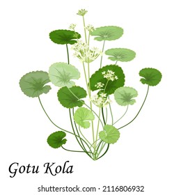 Gotu Kola leaves, flowers and buds (pennywort, Centella asiatica ) isolated on white background, vector illustration.