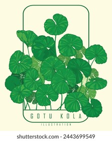 Gotu Kola leaves. Gotu kola illustration isolated on background. Centella asiatica or pennywort. Vector illustration