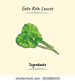 Gotu Kola Leaves Illustration Sketch And Vector Style. Good to use for restaurant menu, Food recipe book and food ingredients content.