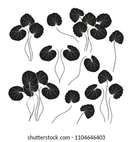 Gotu Kola. Leaves, stem. Monochrome. Black silhouette on white background. Set