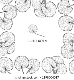 Gotu kola. Leaves, stem. On a white background. Background, wallpaper. Sketch. Monochrome.