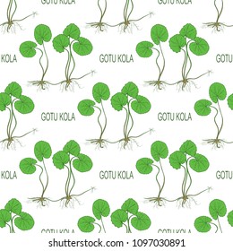 Gotu kola. Leaves, stem. root. Text. Background, wallpaper, seamless. Sketch. Color pattern.