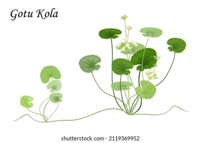 Gotu Kola, planta medicinal con flores y hojas verdes, propagación vegetativa, ilustración vectorial.