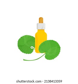 Gotu kola. Medicinal plant. Leaves, oil in a bottle. Vector drawing in a flat style. White background.