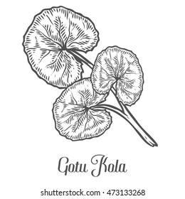 Gotu kola plant. Black isolated on white background. Organic nature medicinal herb. Hand drawn engraved sketch vector illustration.