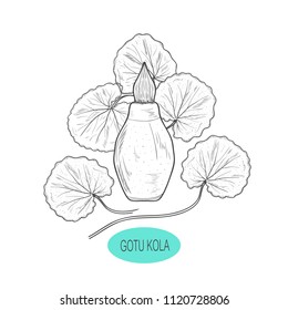 Gotu kola. A plant, leaves. Bottle. Sketch.