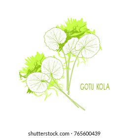 Gotu kola. Plant. Leaves. Sketch. Green.