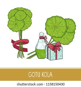 Gotu kola. Plant. Leaves, stem, bundle. Box, gift, perfume, ribbon. Sketch. Color.
