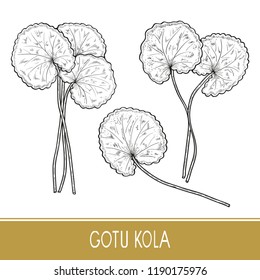 Gotu kola. Plant.  Leaves, stem. Monochrome. Sketch. On a white background. Set