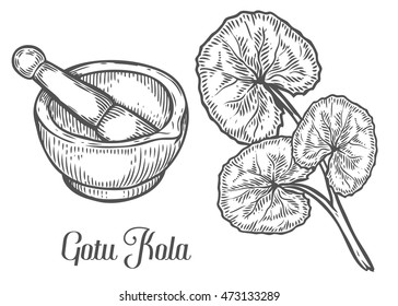 Gotu kola plant with mortar and pestle. Black isolated on white background. Organic nature medicinal herb. Hand drawn engraved sketch vector illustration.
