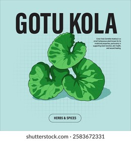 Gotu Kola Premium Vector Clipart High-Quality Illustration for Cooking Branding and Packaging
