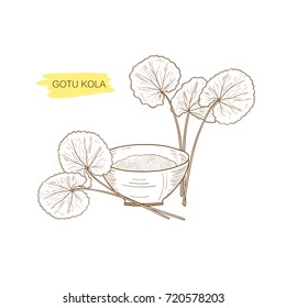Gotu kola, sketch