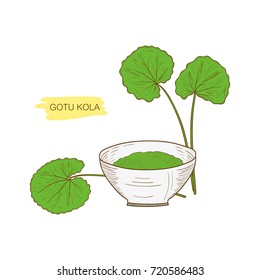 Gotu kola, sketch. Color picture