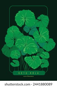 The Gotu kola tree is painted in color on a dark background. Gotu kola illustration isolated on background. Organic natural herbs. Centella asiatica or pennywort. Vector illustration