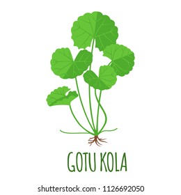 Gotu Kola vector logo in flat style. Isolated object. Superfood Gotu Kola medical herb. Vector illustration.