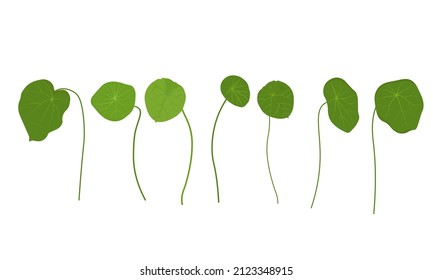 Gotu kola vector stock illustration. Centella Asiatica is a medicinal plant. Herbs help to heal inflammation. Isolated on a white background	