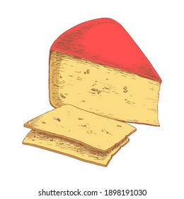Gouda cheese isolated on white background. Dairy products. Vintage style design. Template for postcard, banner, poster, web design, menu. Hand Drawn vector illustration.