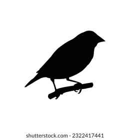 gouldian finch bird icon vector illustration design svg
