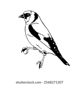 Gouldian finch with a black and white vector touch, suitable for logos and finch motif patterns for printed and digital merchandise, the angle stands upright waiting for you.