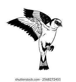 Gouldian finch with black and white vector touches, flying angles are waiting for you, suitable for logos and finch motif patterns for printed and digital merchandise.