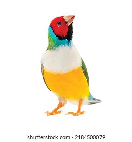 Gouldian finch illustration. Amadyniec. Chloebia gouldiae on white background. Tropical bird vector. Exotic wildlife clipart. Jungle fauna. Watercolor bird. Clipart for logo, greeting card and design.