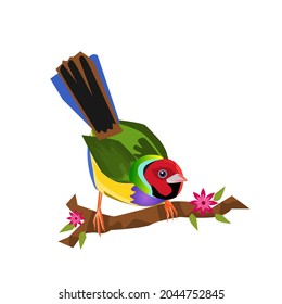 gouldian finch perched on a branch.seven color birds.Isolated vector illustration on a white background.