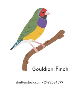 Gouldian finch perched on tree branch vector illustration, cartoon clipart character, animal in flat style. Wild animals, avian, birds concept. Colorful Gouldian finch vector design isolated on white