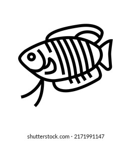 gourami fish line icon vector. gourami fish sign. isolated contour symbol black illustration